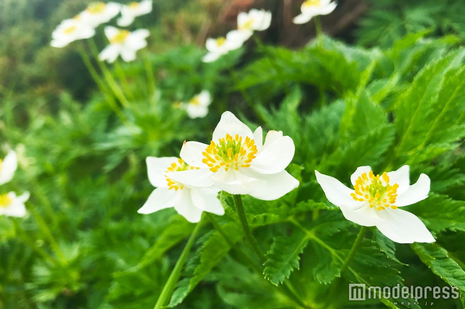 （C）モデルプレス