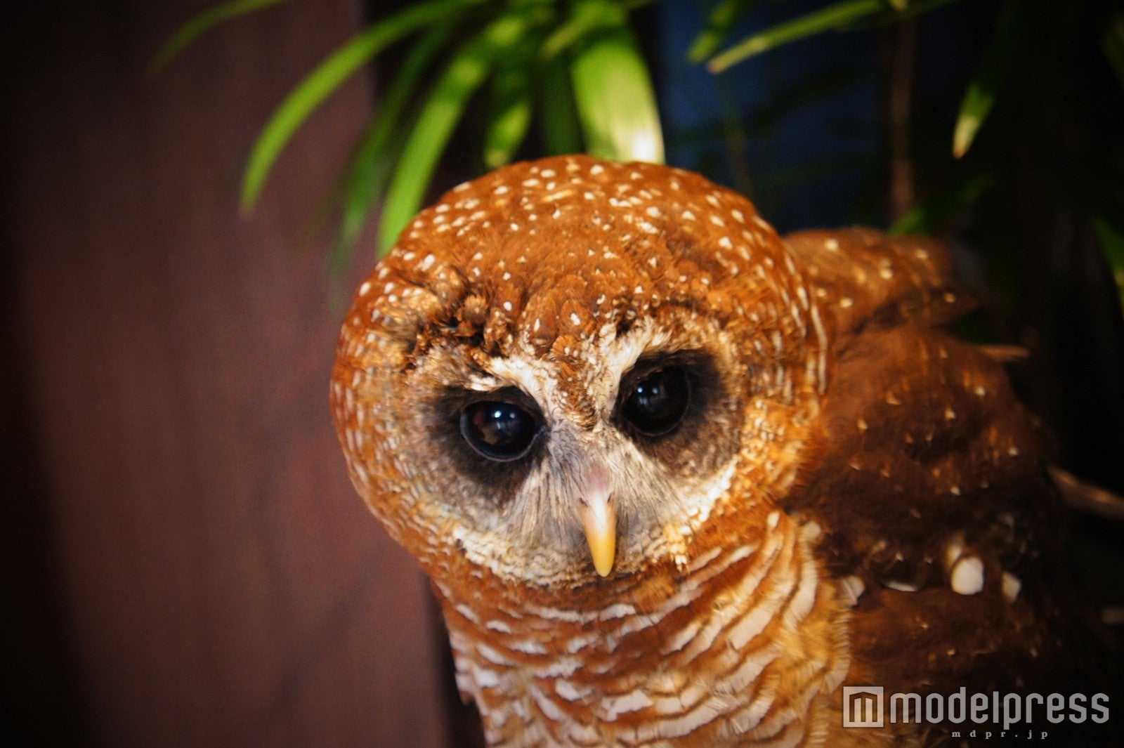 ひざの上で寝てくれることも／画像提供：ナックス