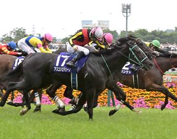 アスコリピチェーノが引退、繁殖入り 25年ヴィクトリアMなどG1.2勝 骨盤骨折の疑いで復帰のめど立たず 