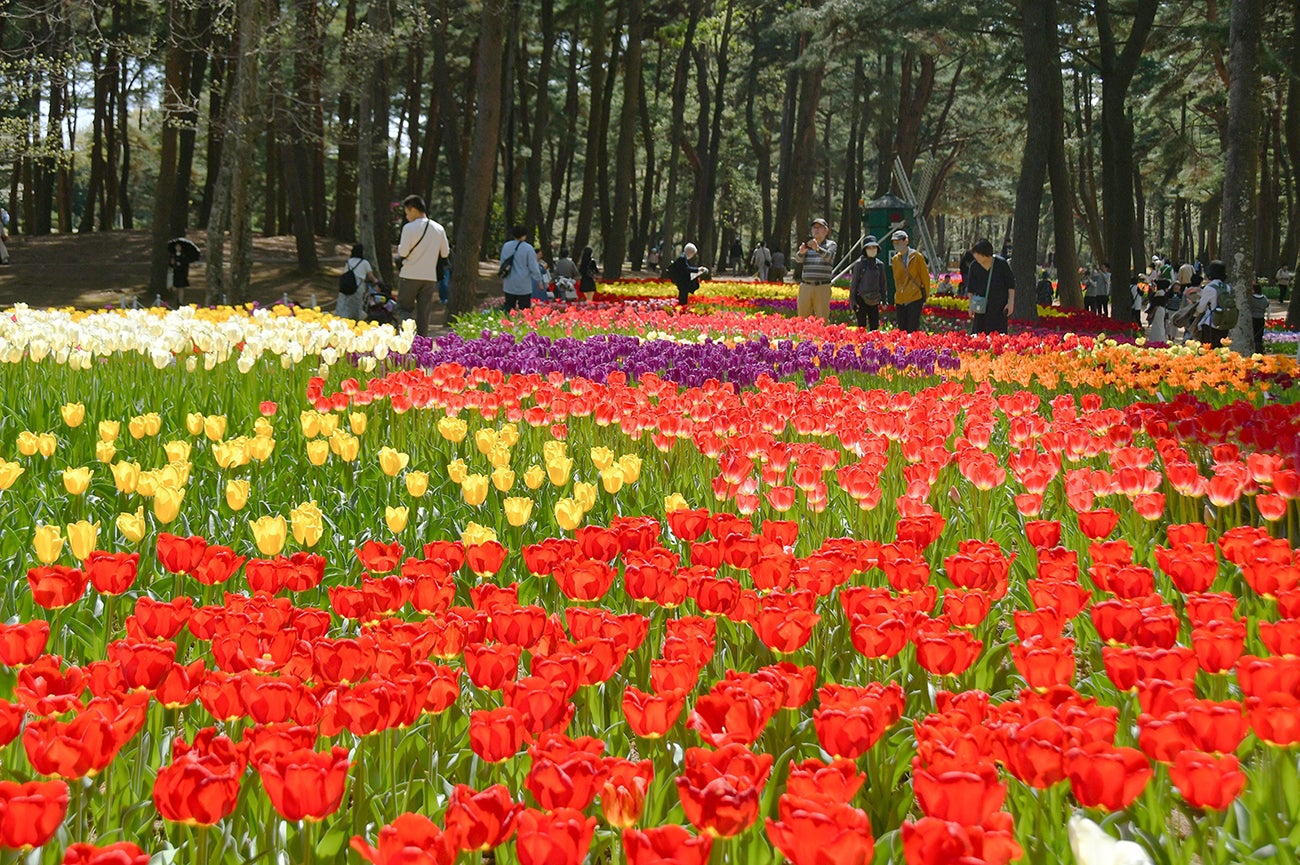 国営ひたち海浜公園／提供画像