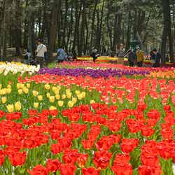 国営ひたち海浜公園/提供画像