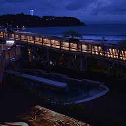 「ウミガメの夢」/画像提供:新江ノ島水族館
