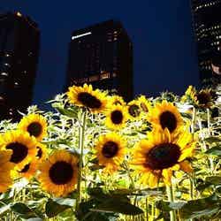 うめきたガーデン/画像提供:産経新聞社