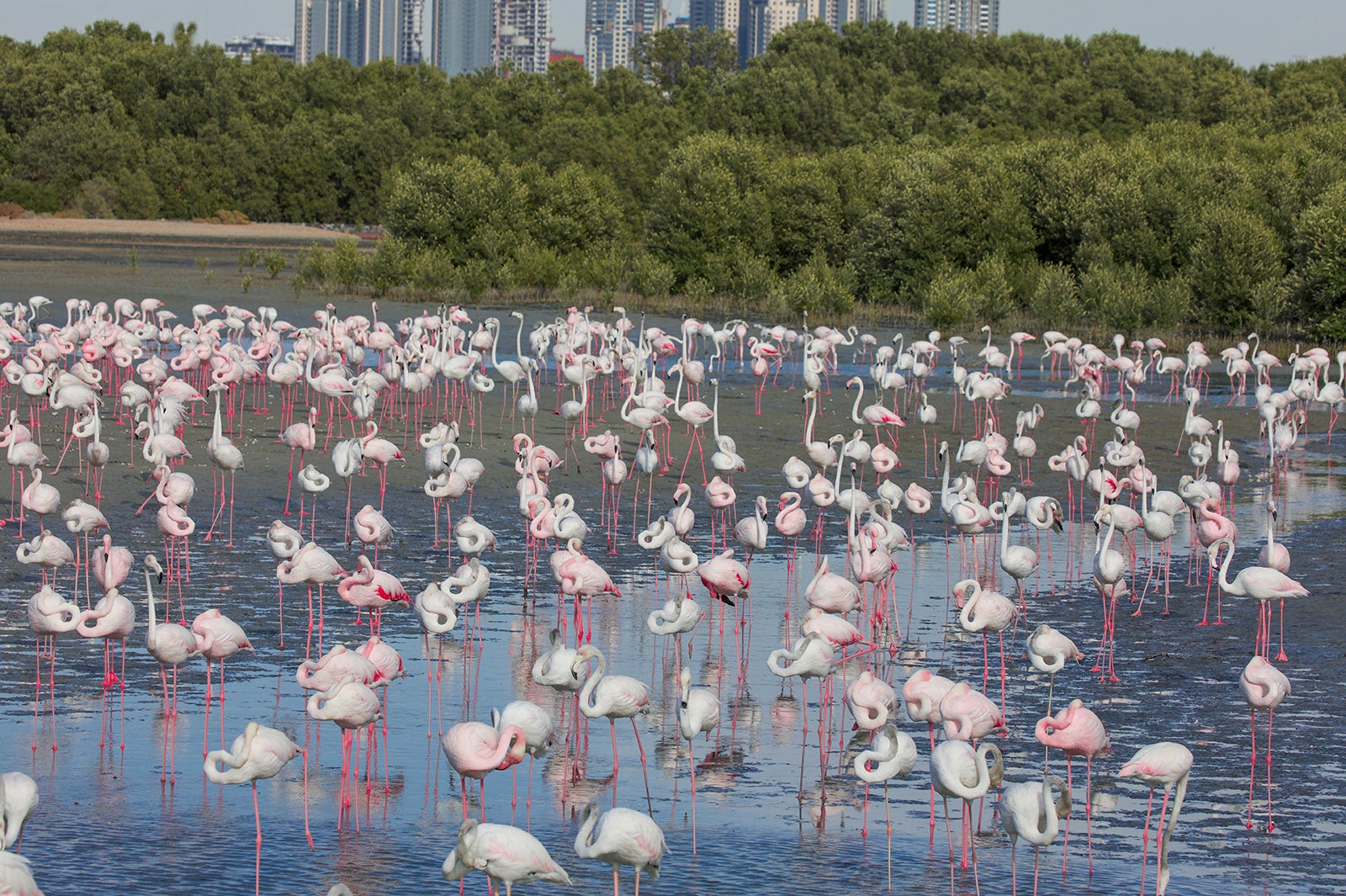 ラス・アル・コール野生動物保護区／画像提供：ドバイ政府観光・商務局