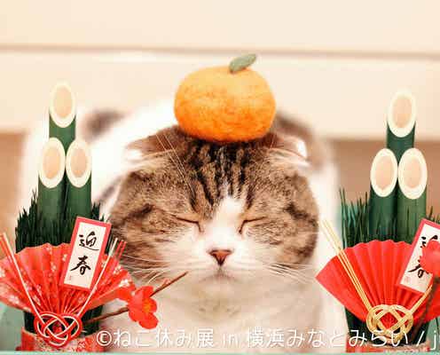 戌年でも“ねこまみれ”な写真展、作品300点超を展示 スター猫の巨大絵馬に願い事も