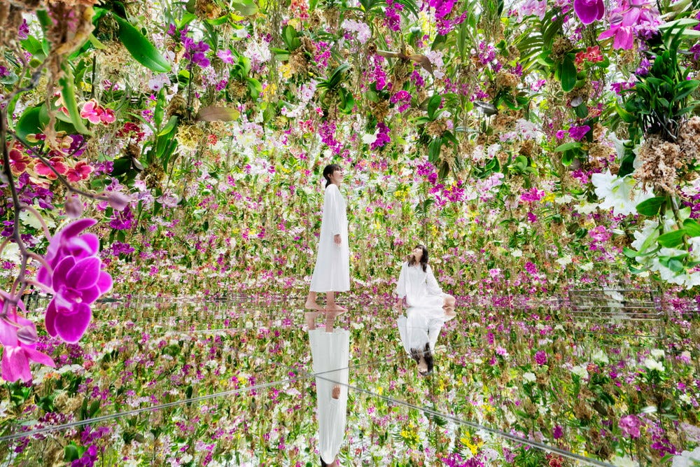 東京・豊洲「チームラボプラネッツ」13,000株超えのランの花々と一体化する新作アート公開