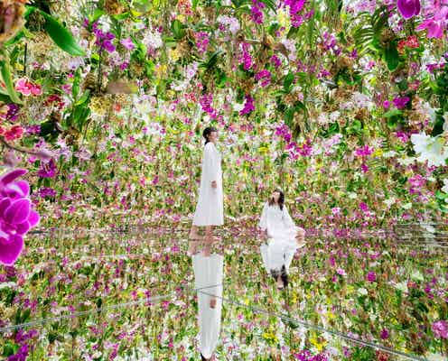 東京・豊洲「チームラボプラネッツ」13,000株超えのランの花々と一体化する新作アート公開