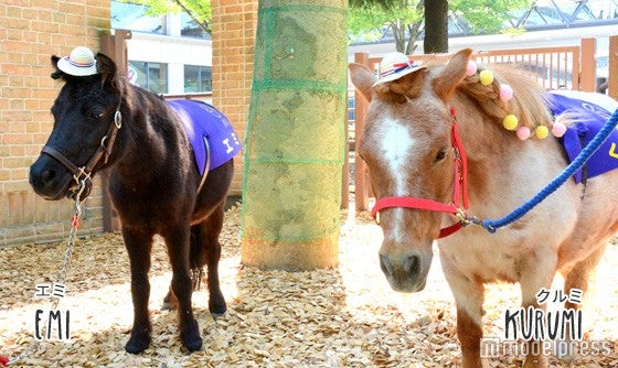東京競馬場ではポニーとも触れ合える