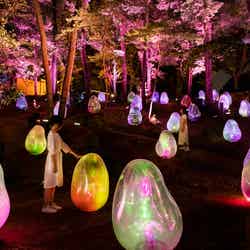 夜になるとライトアップされ、がらりと世界観が変わる(C)チームラボ