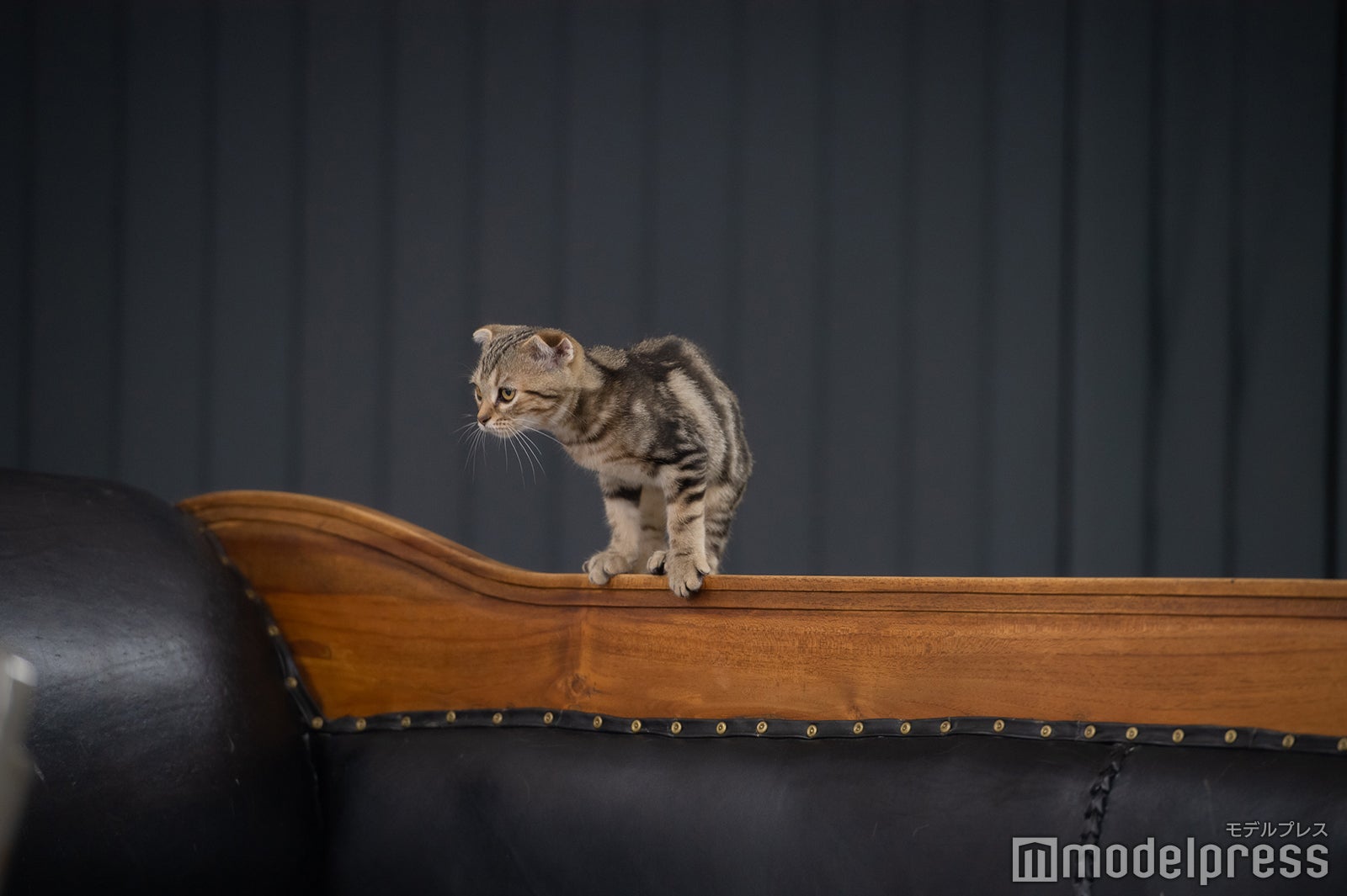 猫様“うりちゃん”（C）テレビ大阪