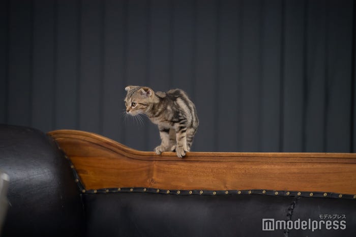 猫様“うりちゃん”(C)テレビ大阪