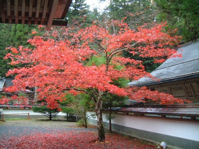 奥之院・御供所の紅葉(2008年11月9日撮影)