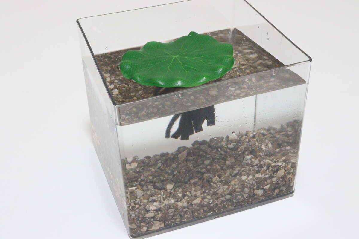 ダイソー 四角型水槽 ダイソーの四角型水槽を使ったアクアリウム