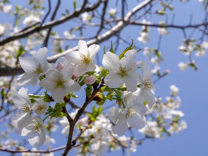 原三溪の故郷・岐阜市柳津町から贈られた柳津高桑星桜。花びらの先がとがっていて星形に見えることから名づけられました(2020年4月2日撮影)