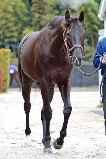【大阪杯】ダービー馬クロワデュノール 再び王座へ 斉藤崇師は確かな成長を実感「動き方も雰囲気もいい」