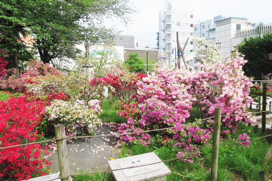 平成つつじ公園