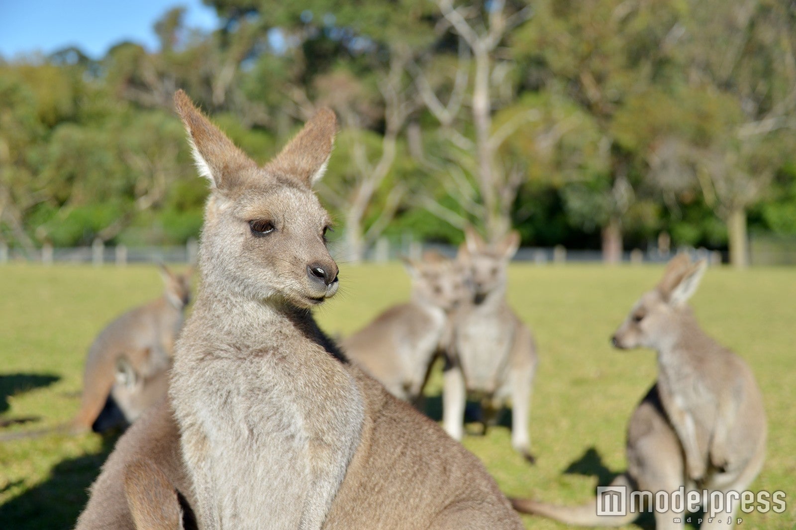 カンガルー放し飼い！信じられない距離感で餌やりを楽しめる（C）モデルプレス