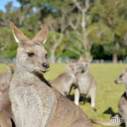 カンガルー放し飼い!信じられない距離感で餌やりを楽しめる(C)モデルプレス