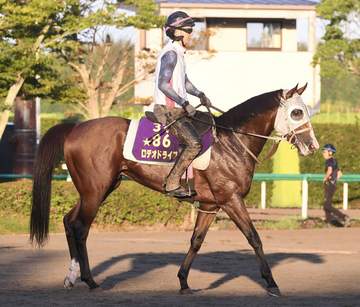 新潟記念2着のロデオドライブが右前脚の繋靱帯脚部炎症 秋G1挑戦は将来見据えて判断へ