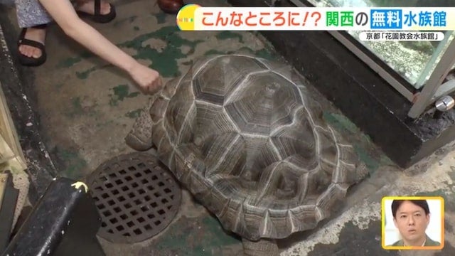住宅街に無料水族館…!?京都で見つけた穴場スポット