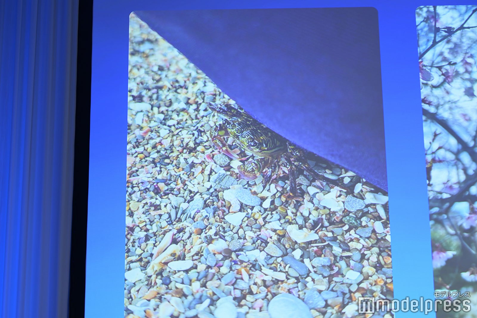 松坂桃李が撮影した蟹（C）モデルプレス