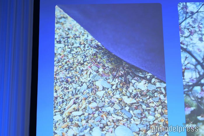 松坂桃李が撮影した蟹(C)モデルプレス