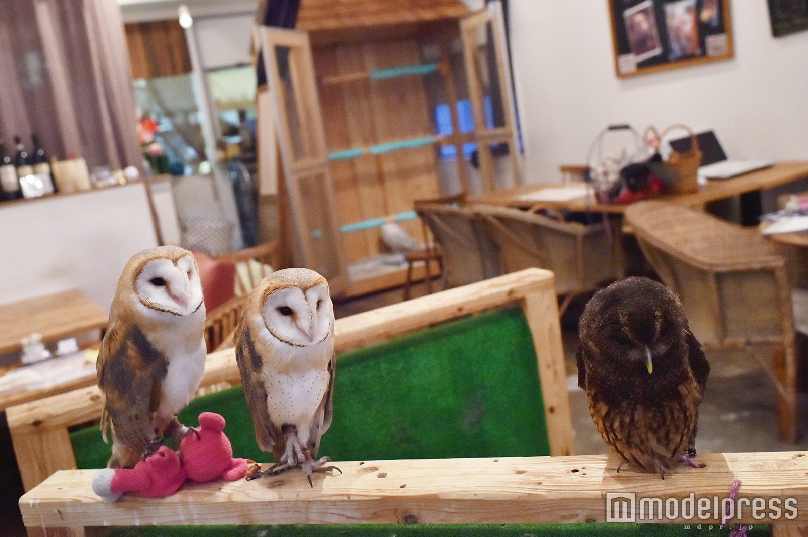 「Cafe HOOT HOOT」店内の様子（C）モデルプレス