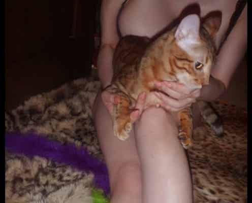 叶姉妹の“猫ブラ”が話題「猫すらファビュラス」