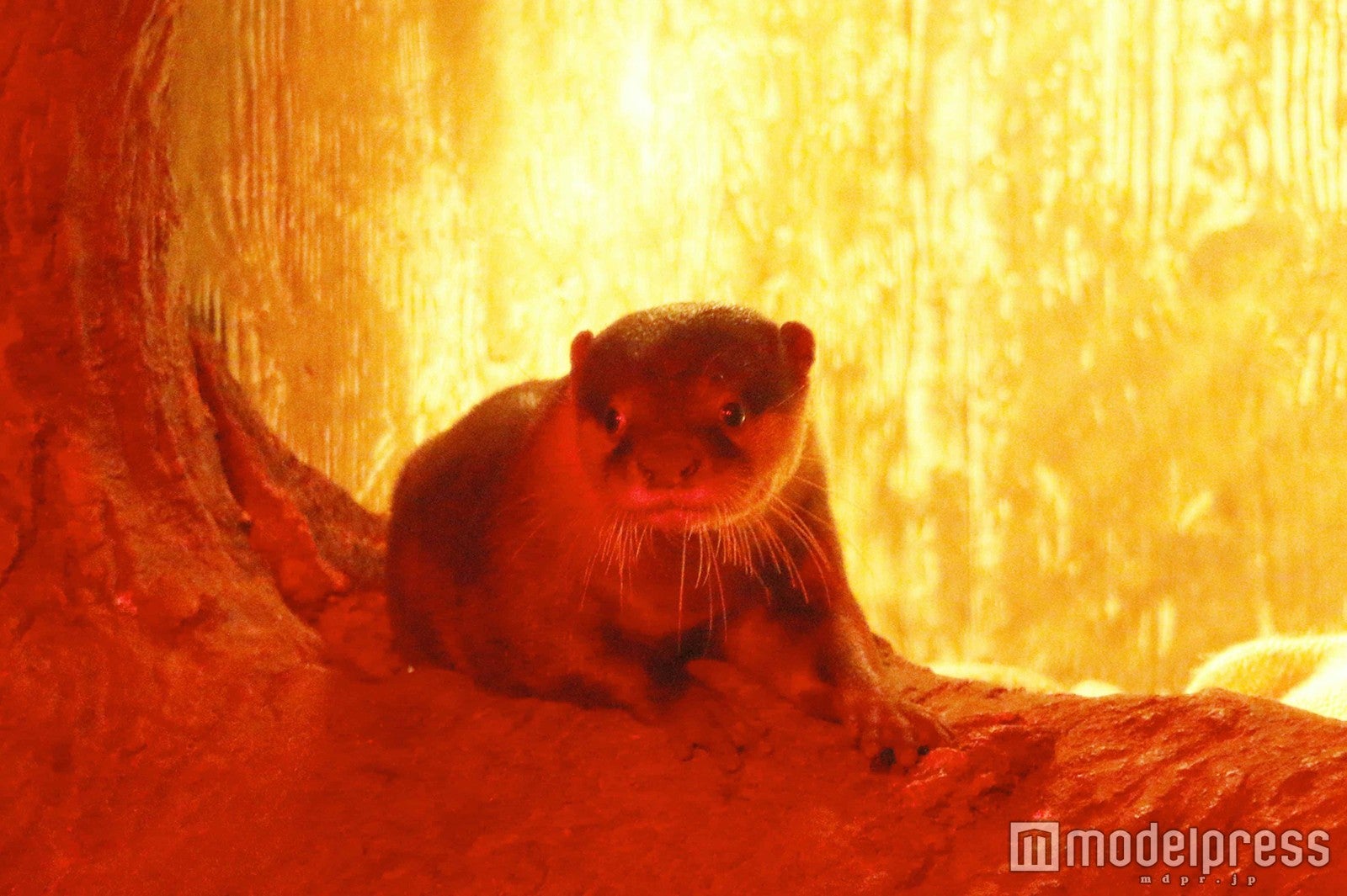 ナイト コツメカワウソ／画像提供：伊豆シャボテン公園