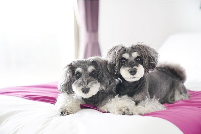 ASOVILUX／画像提供：AuTaBi