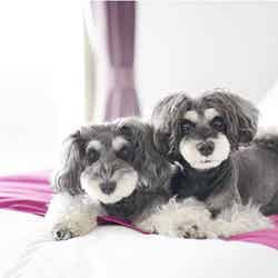 ASOVILUX/画像提供:AuTaBi