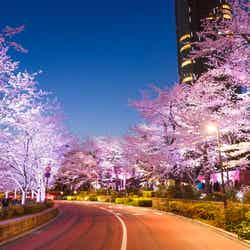 東京ミッドタウンで一足早い春を満喫「MIDTOWN BLOSSOM 2019」 開催／画像提供：東京ミッドタウンマネジメント株式会社