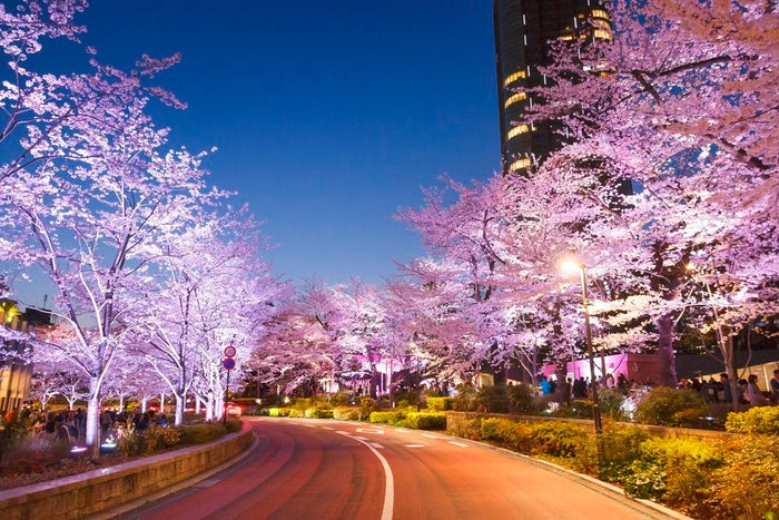 東京ミッドタウンで桜ライトアップ 0m続く幻想的な 夜桜並木 女子旅プレス