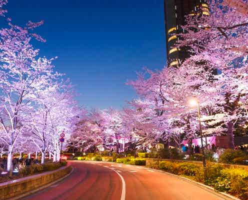 東京ミッドタウンで一足早い春を満喫「MIDTOWN BLOSSOM 2019」 開催