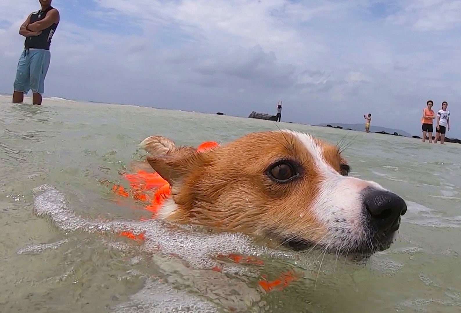 「もふもふモフモフ ヤバい！夏バテしそうだスペシャル」より （C）NHK