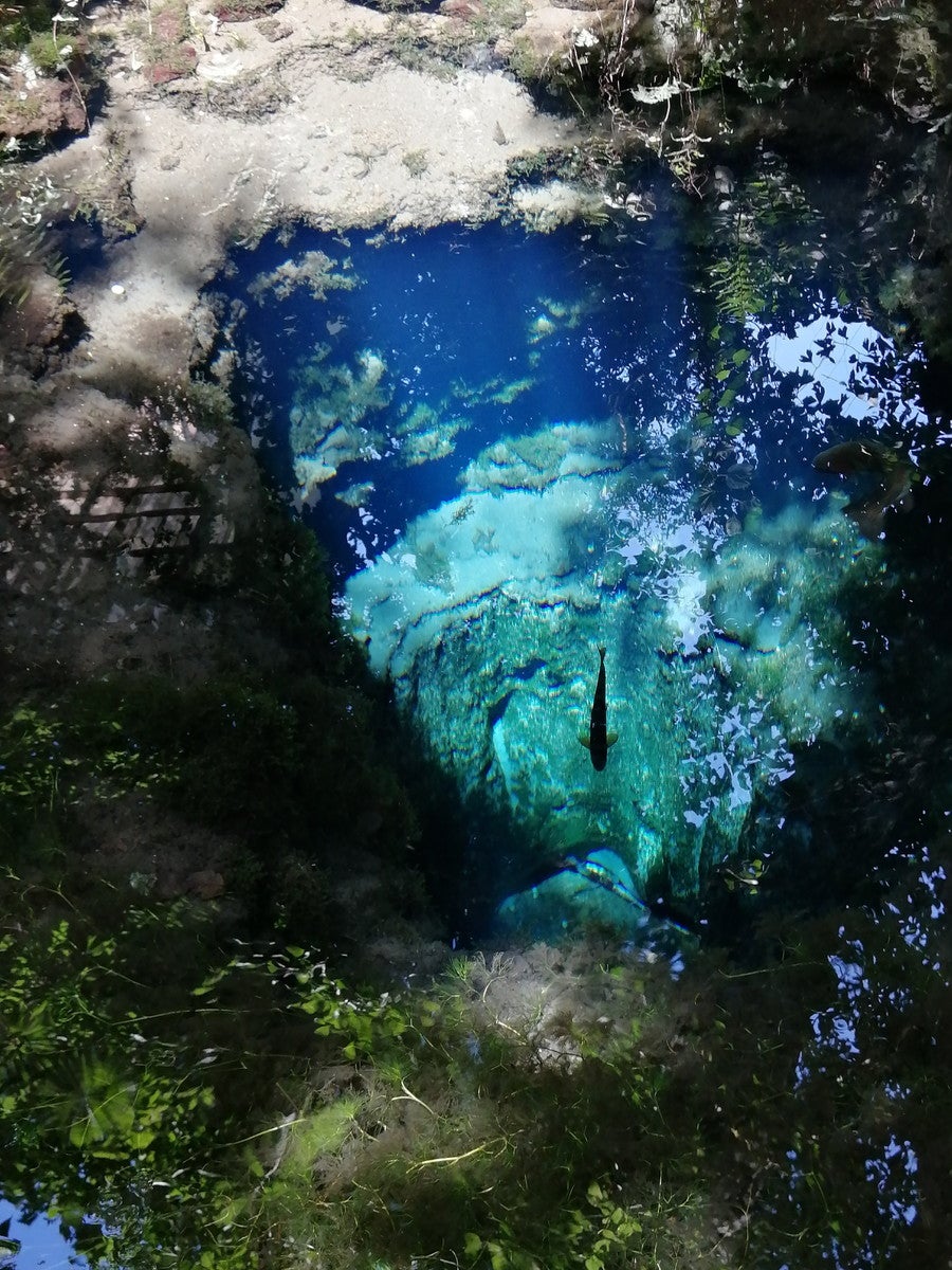 驚くほど澄んだ水の青さに引き込まれる／写真提供：忍野村観光協会