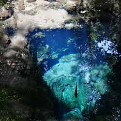 驚くほど澄んだ水の青さに引き込まれる／写真提供：忍野村観光協会