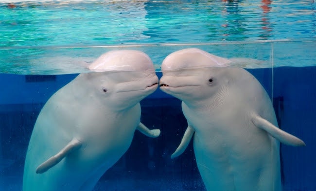 海の動物たちのショー～絆～／画像提供：横浜八景島