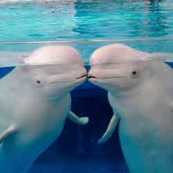 海の動物たちのショー~絆~/画像提供:横浜八景島