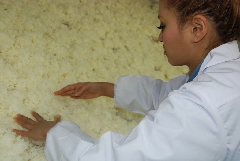 日本酒造りに奮闘する今泉宏美