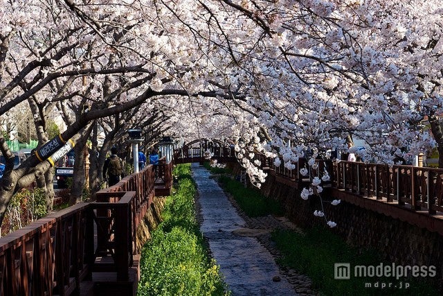 鎭海・余佐川周辺／photo by Idle Expatter