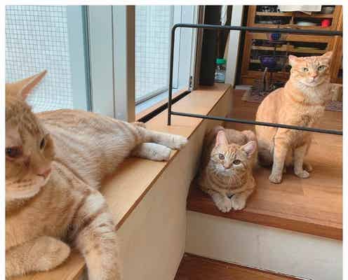 【今日は猫の日】石田ゆり子・ダレノガレ明美…芸能人たちの最強“ねこスタグラム”5選
