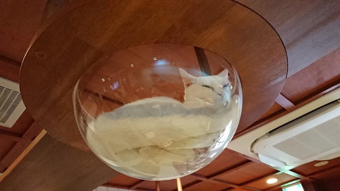 ねこ浴場／画像提供：ネコリパブリック