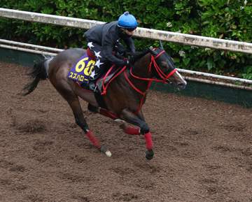 【安田記念】スズハローム 重馬場もリズムを大事に追い切り 藤懸「いつも通りの感じです」