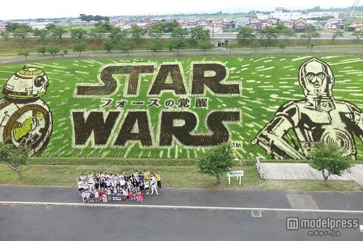 「スター・ウォーズ」最新作、世界初アートが“見ごろ”迎える