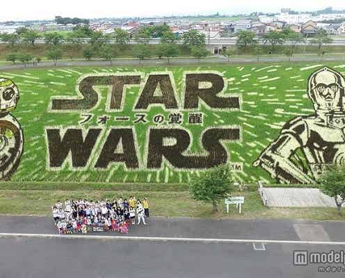 「スター・ウォーズ」最新作、世界初アートが“見ごろ”迎える