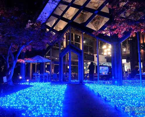 まるで光の海のよう、京都で幻想的なイルミ1万球に包まれる