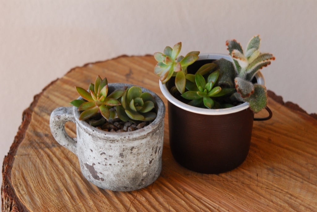 多肉植物の寄せ植え体験／画像提供：阪神電気鉄道