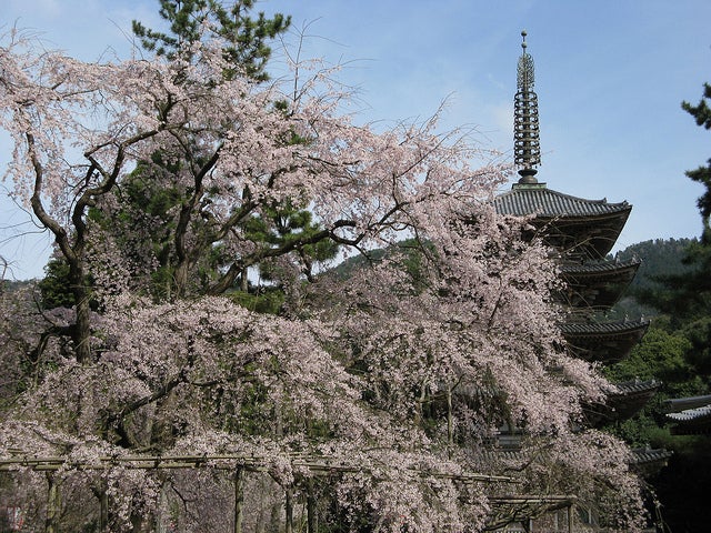 「醍醐寺」五重塔と桜／Photo by othree