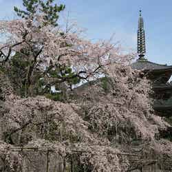 「醍醐寺」五重塔と桜／Photo by othree